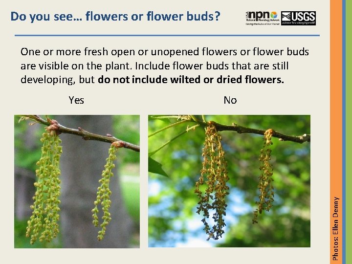 Do you see… flowers or flower buds? One or more fresh open or unopened