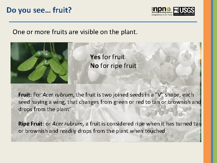 Do you see… fruit? One or more fruits are visible on the plant. Yes