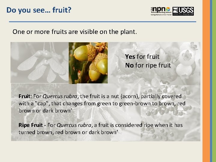 Do you see… fruit? One or more fruits are visible on the plant. Yes