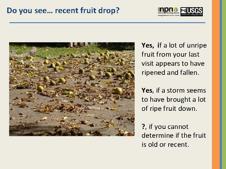 Do you see… recent fruit drop? Yes, if a lot of unripe fruit from