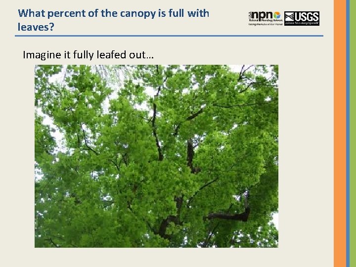 What percent of the canopy is full with leaves? Imagine it fully leafed out…