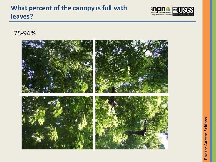 What percent of the canopy is full with leaves? Photo: Anette Schloss 75 -94%