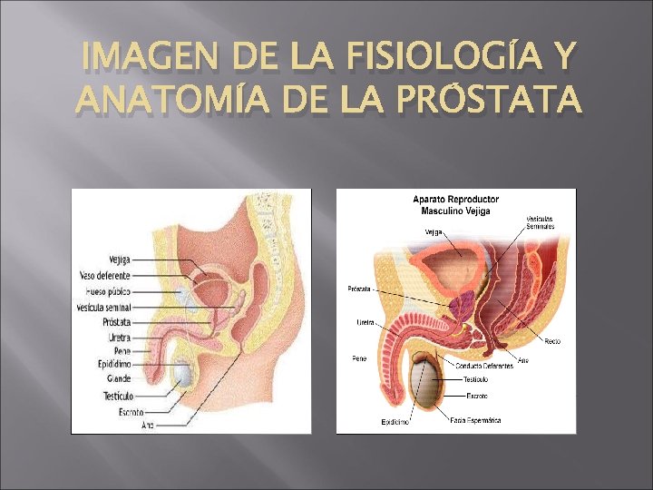 IMAGEN DE LA FISIOLOGÍA Y ANATOMÍA DE LA PRÓSTATA 