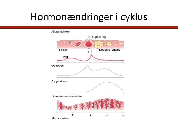 Hormonændringer i cyklus 