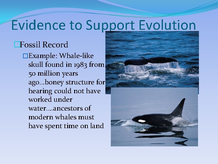 Evidence to Support Evolution �Fossil Record �Example: Whale-like skull found in 1983 from 50