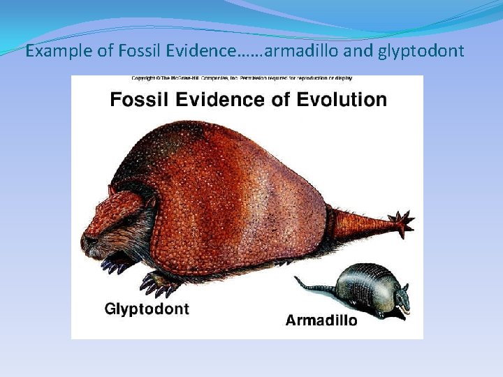 Example of Fossil Evidence……armadillo and glyptodont 