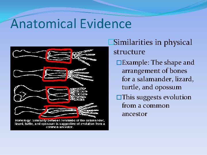 Anatomical Evidence �Similarities in physical structure �Example: The shape and arrangement of bones for