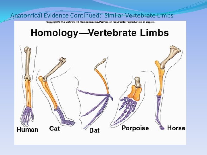 Anatomical Evidence Continued: Similar Vertebrate Limbs 