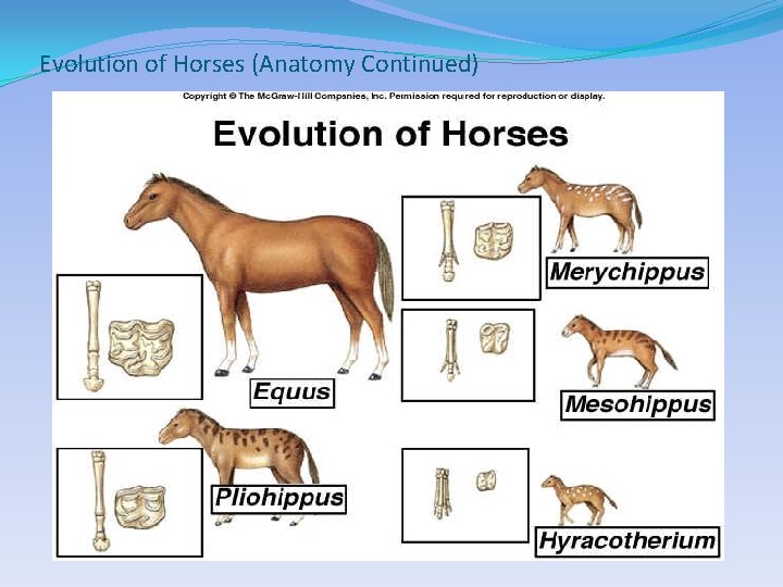 Evolution of Horses (Anatomy Continued) 