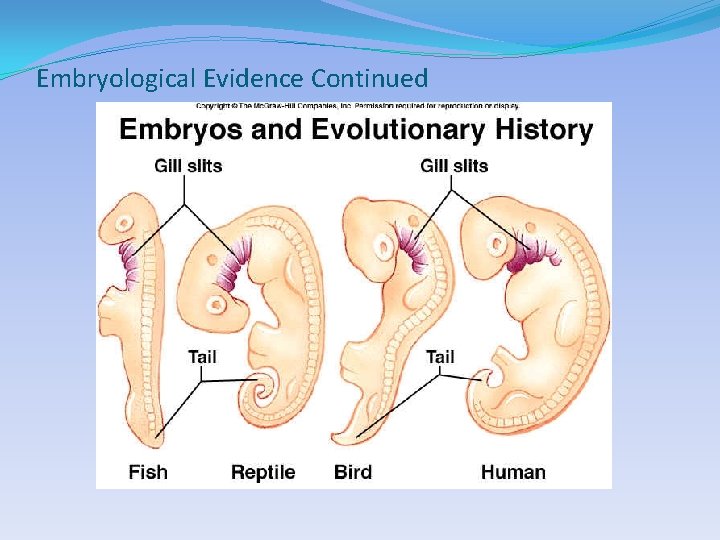Embryological Evidence Continued 