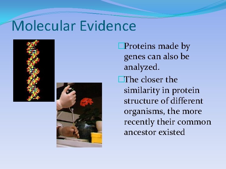 Molecular Evidence �Proteins made by genes can also be analyzed. �The closer the similarity