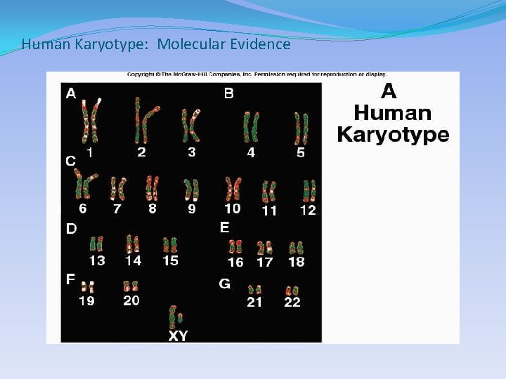 Human Karyotype: Molecular Evidence 