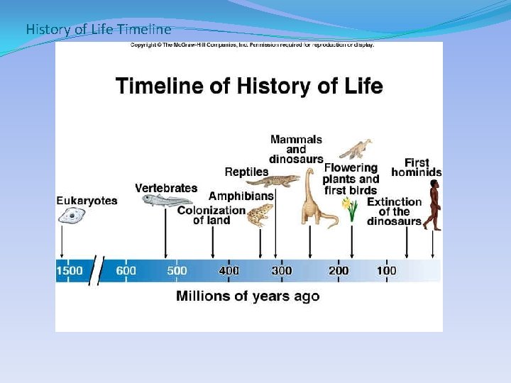 History of Life Timeline 