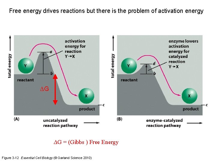 Free energy drives reactions but there is the problem of activation energy ∆G ∆G