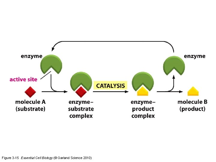 Figure 3 -15 Essential Cell Biology (© Garland Science 2010) 