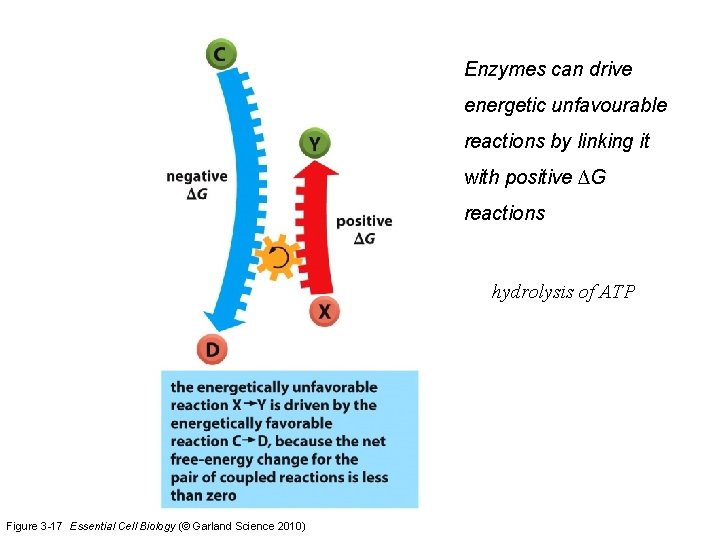 Enzymes can drive energetic unfavourable reactions by linking it with positive ∆G reactions hydrolysis