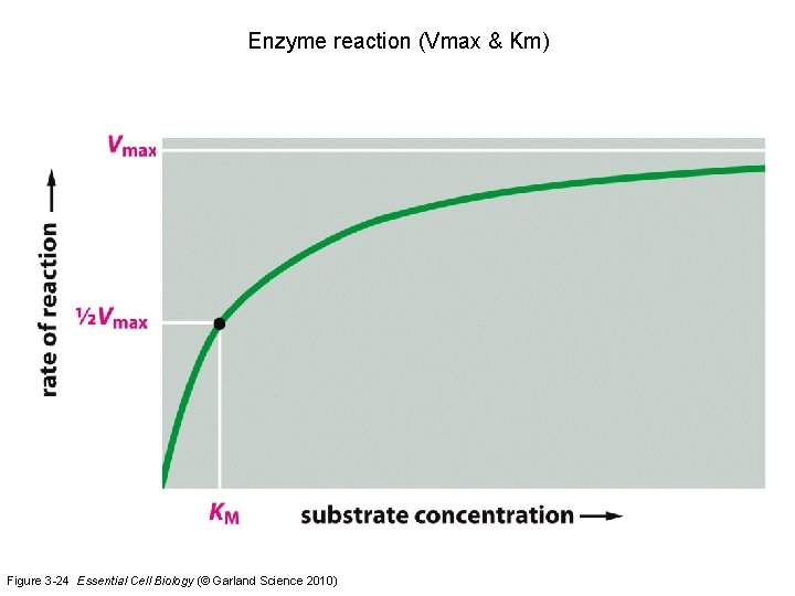 Enzyme reaction (Vmax & Km) Figure 3 -24 Essential Cell Biology (© Garland Science