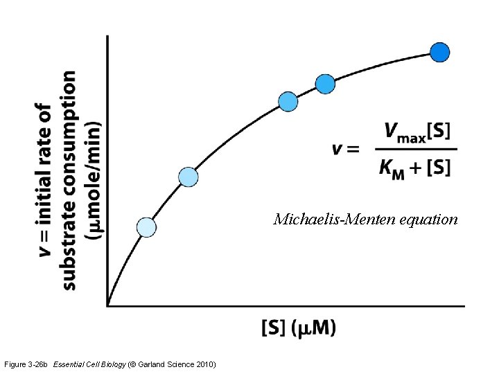 Michaelis-Menten equation Figure 3 -26 b Essential Cell Biology (© Garland Science 2010) 