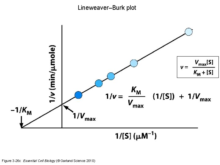 Lineweaver–Burk plot Figure 3 -26 c Essential Cell Biology (© Garland Science 2010) 