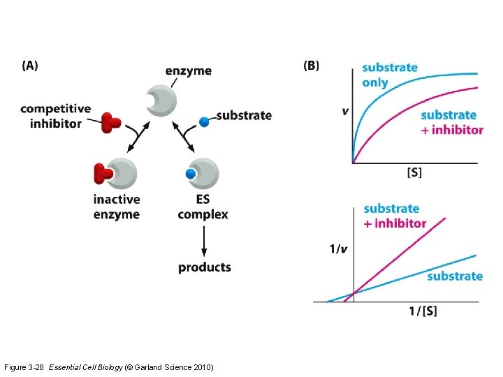 Figure 3 -28 Essential Cell Biology (© Garland Science 2010) 