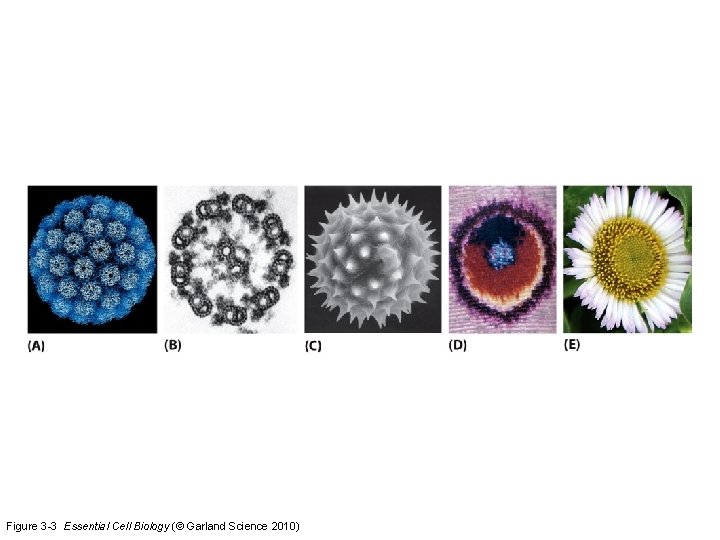 Figure 3 -3 Essential Cell Biology (© Garland Science 2010) 