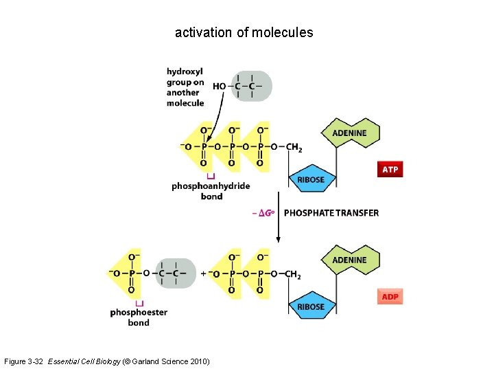 activation of molecules Figure 3 -32 Essential Cell Biology (© Garland Science 2010) 