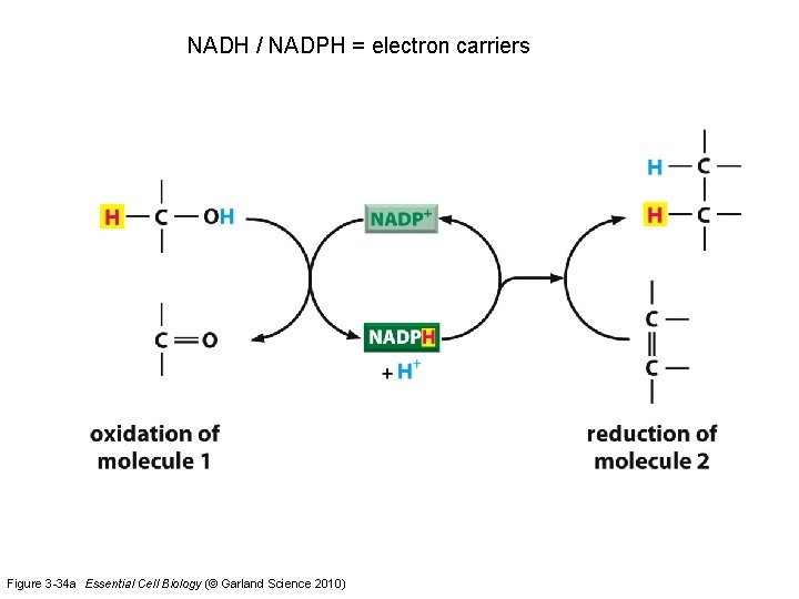 NADH / NADPH = electron carriers Figure 3 -34 a Essential Cell Biology (©