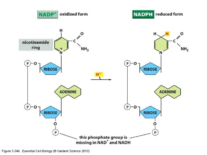 Figure 3 -34 b Essential Cell Biology (© Garland Science 2010) 