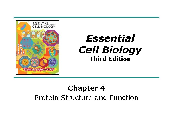 Essential Cell Biology Third Edition Chapter 4 Protein Structure and Function Copyright © Garland