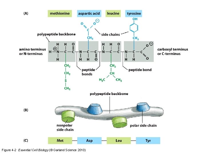 Figure 4 -2 Essential Cell Biology (© Garland Science 2010) 