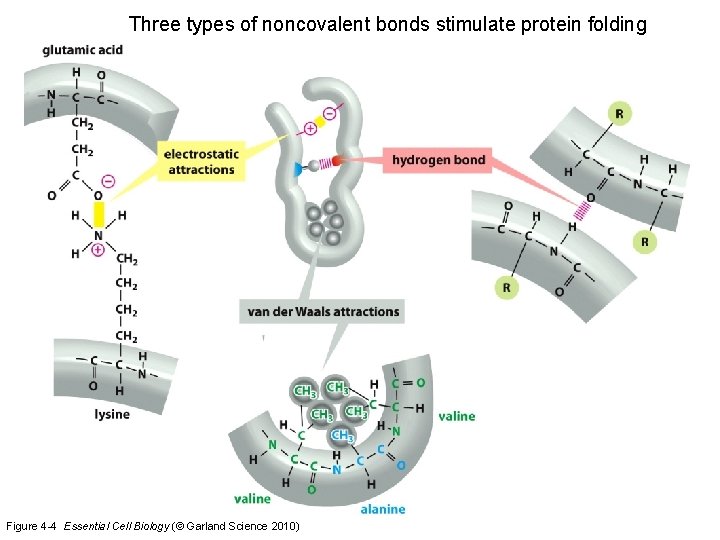 Three types of noncovalent bonds stimulate protein folding Figure 4 -4 Essential Cell Biology