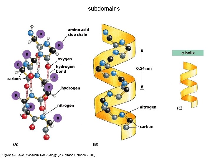 subdomains Figure 4 -10 a–c Essential Cell Biology (© Garland Science 2010) 