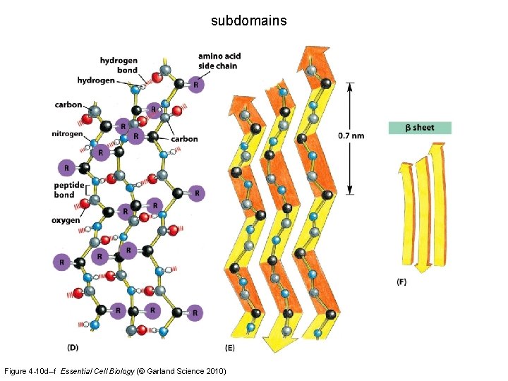 subdomains Figure 4 -10 d–f Essential Cell Biology (© Garland Science 2010) 