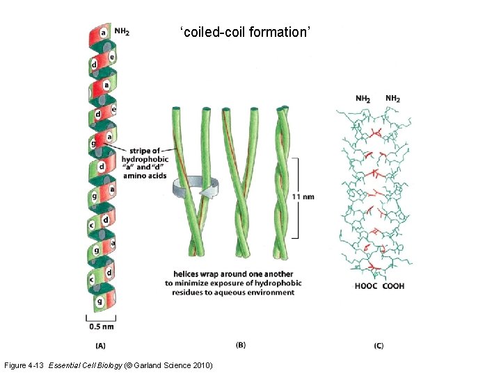 ‘coiled-coil formation’ Figure 4 -13 Essential Cell Biology (© Garland Science 2010) 