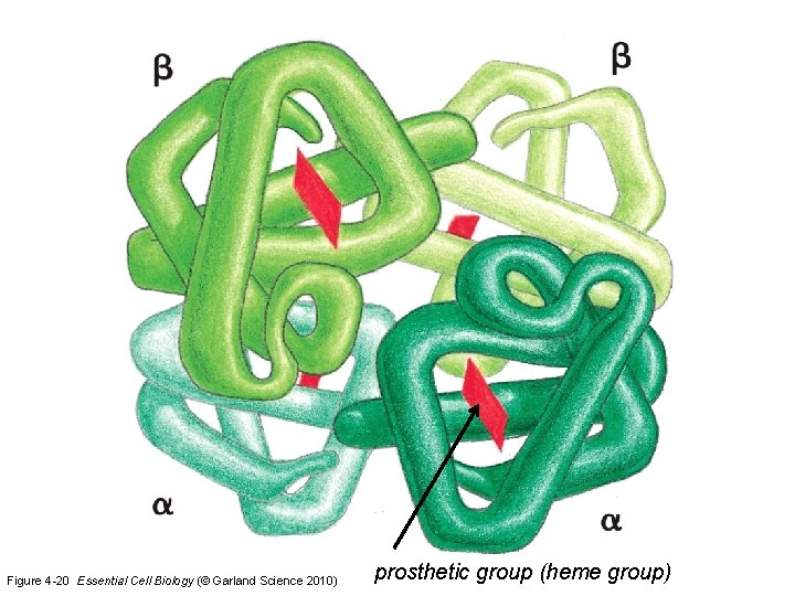 Figure 4 -20 Essential Cell Biology (© Garland Science 2010) prosthetic group (heme group)