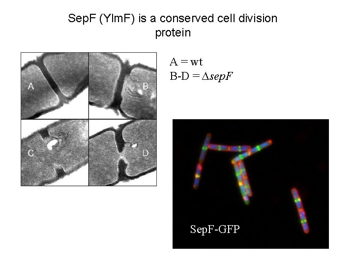 Sep. F (Ylm. F) is a conserved cell division protein A = wt B-D