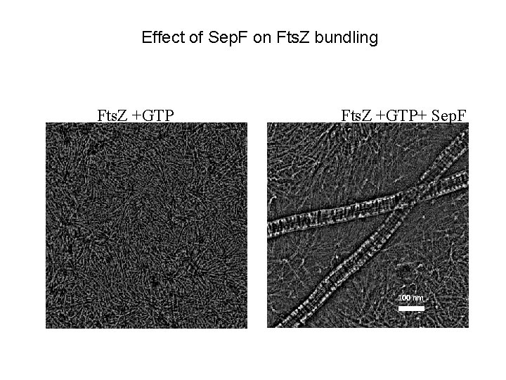 Effect of Sep. F on Fts. Z bundling Fts. Z +GTP+ Sep. F 100