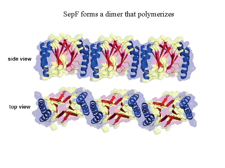 Sep. F forms a dimer that polymerizes 
