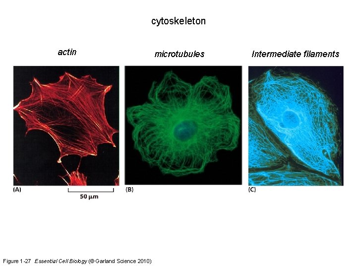 cytoskeleton actin Figure 1 -27 Essential Cell Biology (© Garland Science 2010) microtubules Intermediate