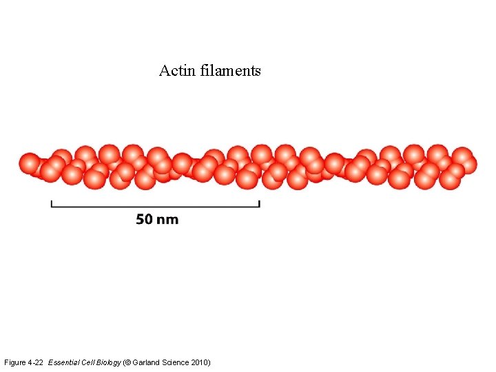 Actin filaments Figure 4 -22 Essential Cell Biology (© Garland Science 2010) 