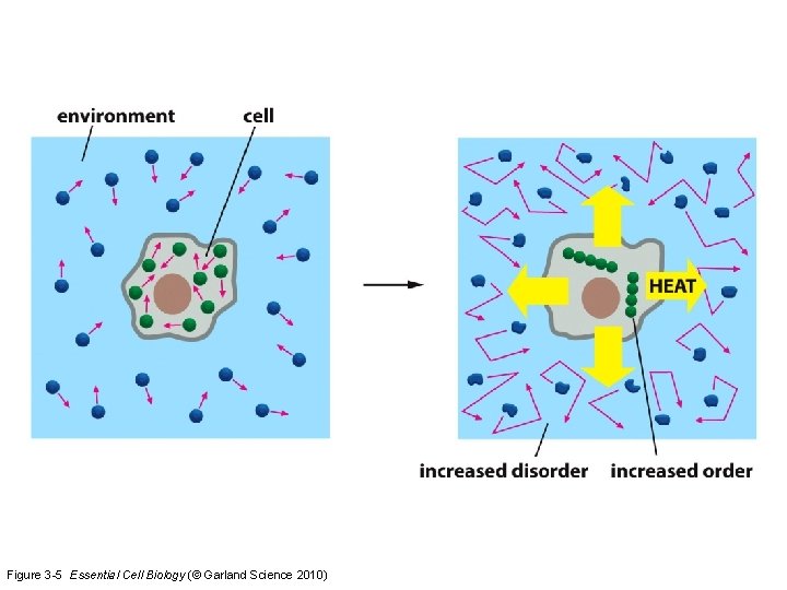Figure 3 -5 Essential Cell Biology (© Garland Science 2010) 