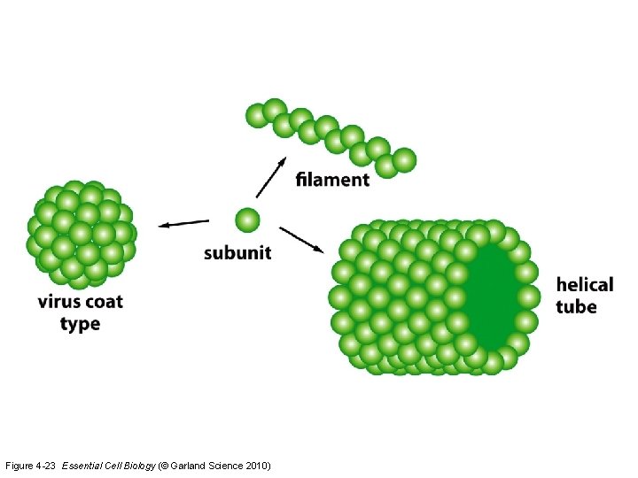 Figure 4 -23 Essential Cell Biology (© Garland Science 2010) 
