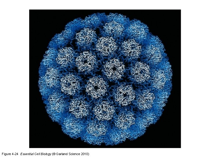 Figure 4 -24 Essential Cell Biology (© Garland Science 2010) 