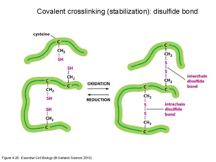 Covalent crosslinking (stabilization): disulfide bond Figure 4 -26 Essential Cell Biology (© Garland Science