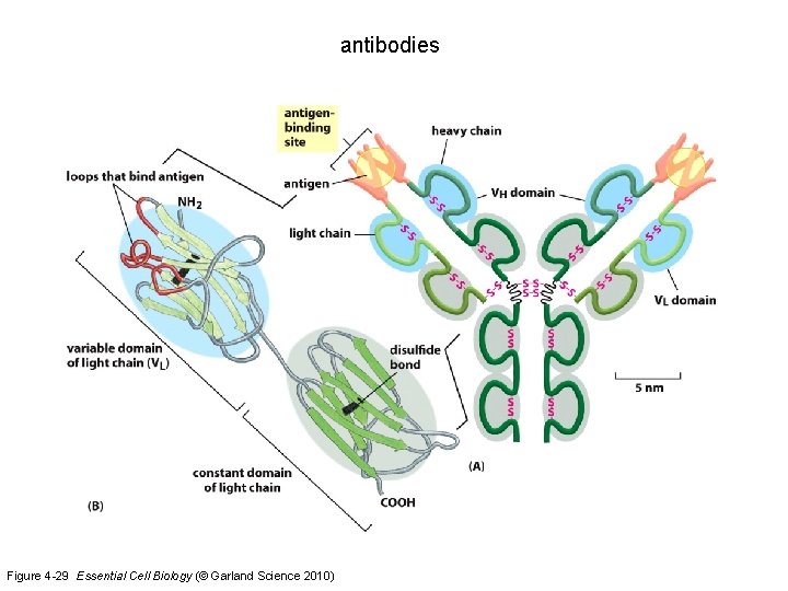 antibodies Figure 4 -29 Essential Cell Biology (© Garland Science 2010) 