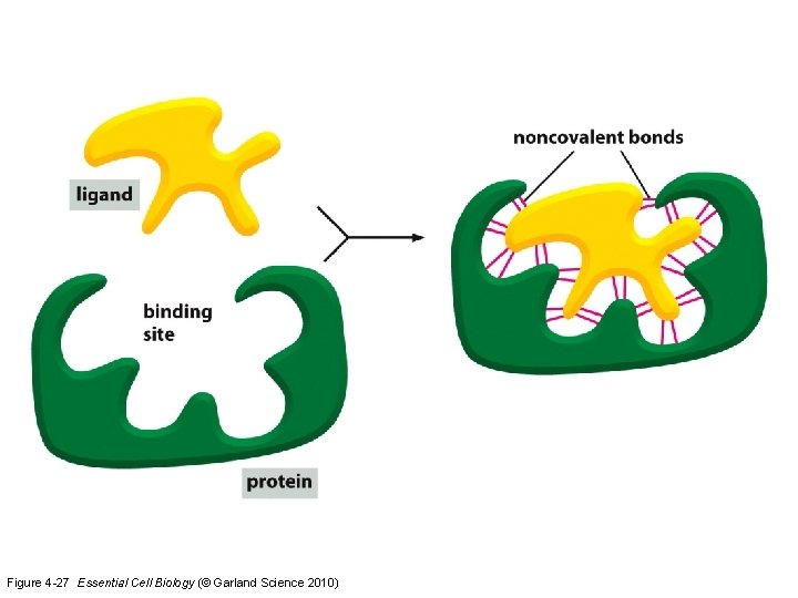 Figure 4 -27 Essential Cell Biology (© Garland Science 2010) 