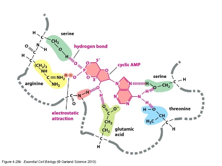 Figure 4 -28 b Essential Cell Biology (© Garland Science 2010) 