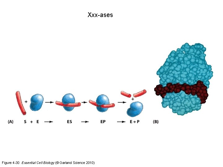 Xxx-ases Figure 4 -30 Essential Cell Biology (© Garland Science 2010) 