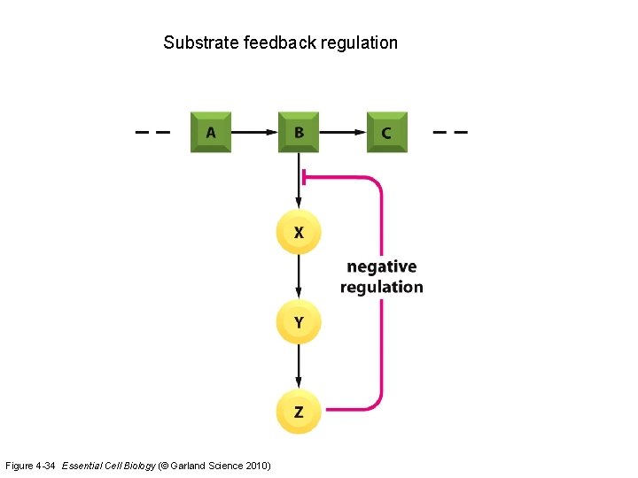 Substrate feedback regulation Figure 4 -34 Essential Cell Biology (© Garland Science 2010) 