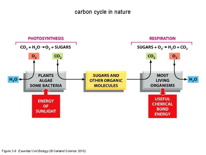 carbon cycle in nature Figure 3 -9 Essential Cell Biology (© Garland Science 2010)